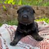 AKC Working Line German Shepherd Puppies - Ready for forever home June 13th RESERVE NOW