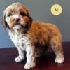 Australian Labradoodle Puppy