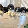 AKC Newfoundland Puppies- Shots, Microchip, Free Insurance etc