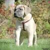 South African Boerboel Puppies
