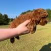 Ckc registered red miniature poodle puppy