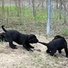 75% Labrador/ 25% Walker Puppies