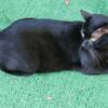 Black Melanistic bengal male available