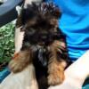 Yorkie/Shihtzu mix 5 boys the are Beautiful babies 1st,shots test 