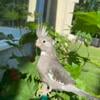 Cockatiel for Sale - female