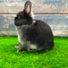 SWEET Netherland Dwarf Black Silver Marten Jr. Buck Purebred Bunny Rabbits