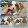 Cavalier King Charles Spaniel puppies