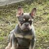 French bulldog AVAILABLE offer