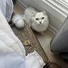 Beautiful Light Silver Male (spayed) - Prince
