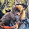 Super cute chocolate Pomeranian