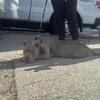 6 month old purebred bluenose American bullie XL male