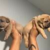 Akc Male Frenchie pups 