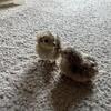 Lady Amherst pheasant/ Jumbo Quails