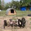 Bandogge Puppies