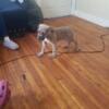 3 month old male formentino cane corso puppy