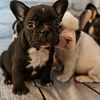 Ready for furever home, French bulldog (frenchie) female - Stella