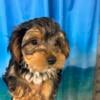 Cooper-Yorkshire Terrier Male Puppy party tracip