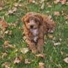 Akc toy poodle puppies