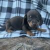 Mini chocolate and tan dachshund babies, smooth and long coated