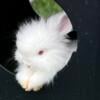 Angora bunnies REDUCED