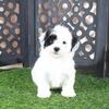 Anamarie Gorgeous Female Teddy Bear Puppy