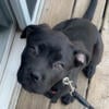 Female black Cane Corso