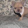 Frenchie Black Collar Male