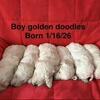 Golden doodles pups