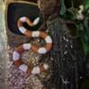 Adult Male Albino Nelson's Milk Snake For Sale