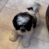 Female Teddy Bear puppy (Shih-tzu/Bichon)