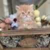 Purebred Male Orange Tabby Persian