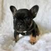 French bulldog puppies