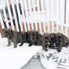 French Bulldogs for SALE