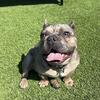 Male Frenchie