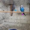 Budgies English parakeet