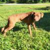 6 month old, brown female puppy