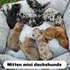 AKC registered mini dachshunds howell michigan