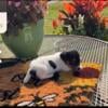 Jack Russell Terrier Puppies!