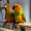 Sun Conures - Hand Fed & Tame