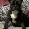 Brindle Male Frenchie for sale