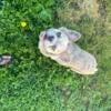 *summer Stud Special*AKC registered and proven Fluffy Frenchie Romeo available for stud