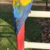 Scarlet macaw rehome tame