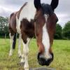 4 year old paint horse -exprinced home only