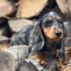 Gorgeous Dapple Miniature Dachshund Boys