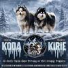 Arctic Spitz (aka Pomsky or Mini Husky) - Fluffy Puppies!