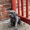 Cane corso/Neopolitan mastiff