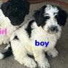 Havapoo 4 Boys and 2 Girls