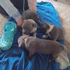 Pitbull puppies