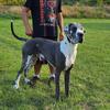 AKC Great Dane Puppies Expected June will update when pregnancy confirmed