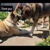 American Akita pups